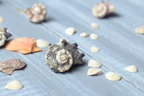 Sea shells background image on light wooden background Stock Photos