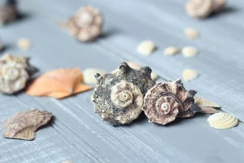 Sea shells background image on light wooden background Stock Photos