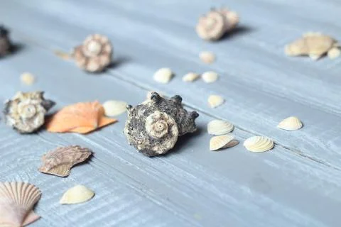 Sea shells background image on light wooden background Stock Photos
