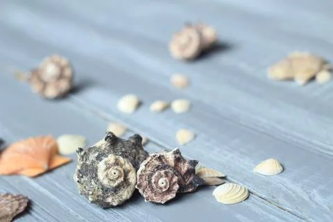Sea shells background image on light wooden background Stock Photos