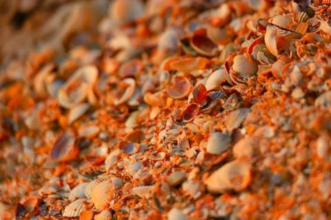Sea shells background macro shot of beautiful seashells in pieces 스톡 사진