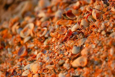 Sea shells background macro shot of beautiful seashells in pieces SAMSUNG ... 库存照片