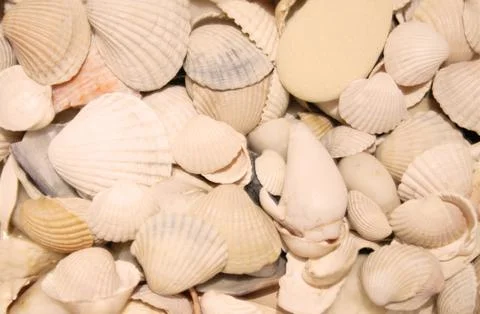 Sea shells background Stock Photos