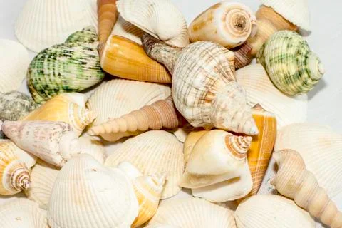 Sea shells background Stock Photos