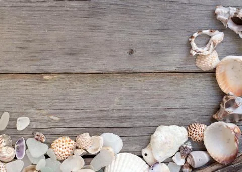 Sea shells background Stock Photos