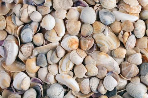Sea shells background Stock Photos