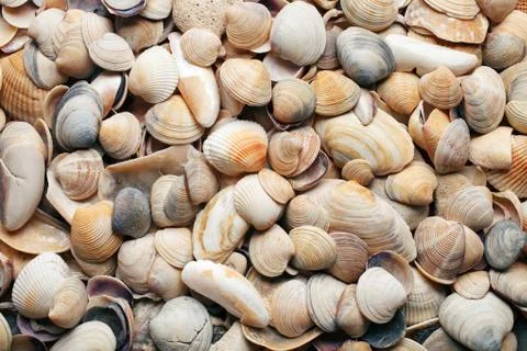 Sea shells background Stock Photos