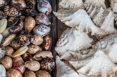Sea shells background 写真素材