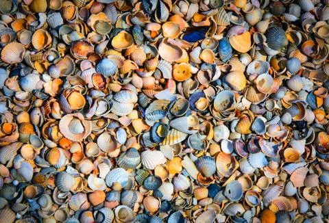 Sea shells background Foto stock