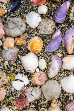 Sea shells background Foto stock