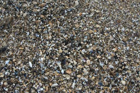 Sea shells, background Stock Photos