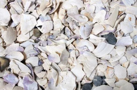 Sea Shells Background Stockfoto's