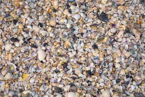 Sea shells background Stock Photos
