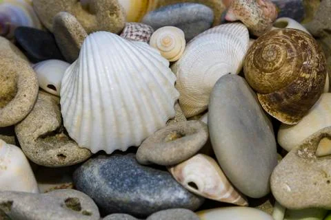 Sea shells background Stock Photos