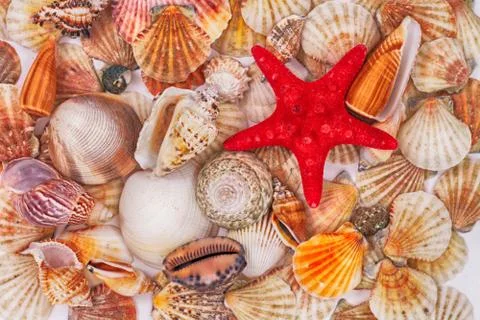 Sea shells background Stock Photos