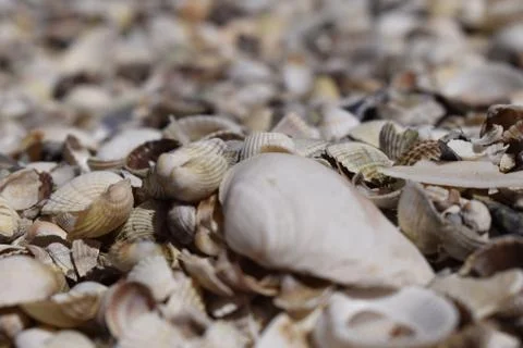 Sea shells background Stockfoto's