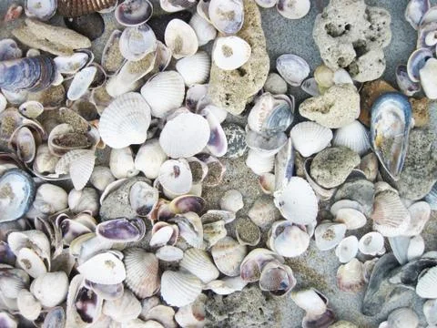 Sea shells background Stock Photos