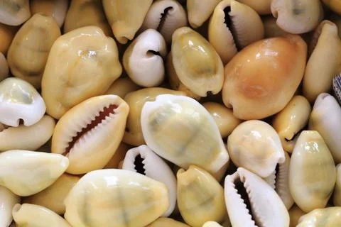 Sea shells background Stock Photos