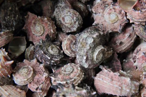Sea shells background Stock Photos