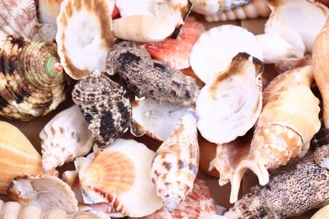 Sea shells background Foto stock