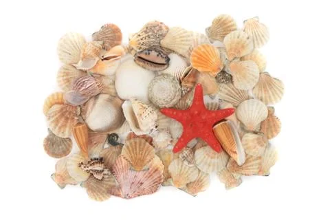 Sea shells background Stock Photos