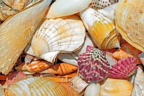 Sea shells background Foto stock