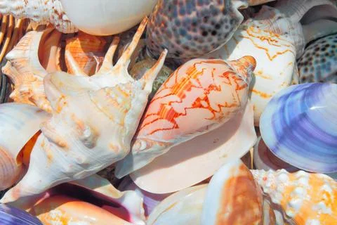 Sea shells background Stock Photos