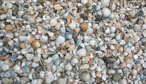 Sea shells background Stock Photos