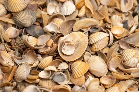 Sea shells background. Foto stock