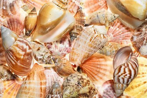 Sea shells background Foto stock