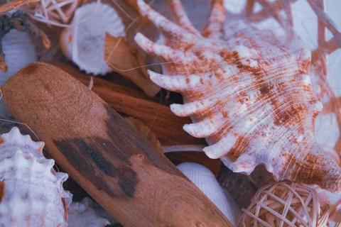 Sea shells background Stock Photos