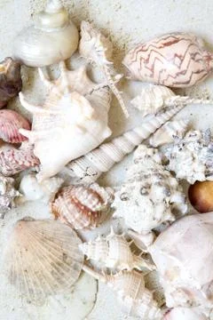 Sea shells on the background of sand. Summer beach. Seashell collection. Top  Stock Photos