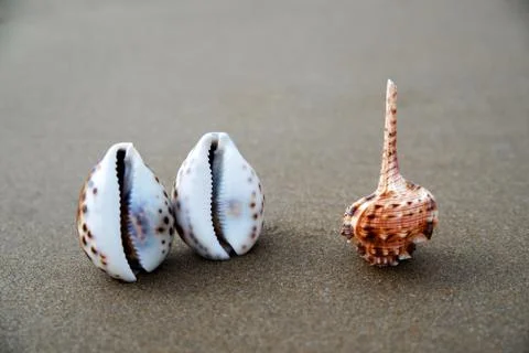 Sea shells on the background of sand. Summer beach. Seashell collection Stock Photos