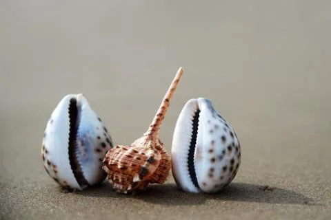 Sea shells on the background of sand. Summer beach. Seashell collection. Top Stock Photos