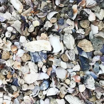 Sea shells background Sea shells background Copyright: xZoonar.com/Vladimi... Stock Photos