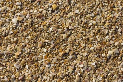 Sea shells background sea shells background Copyright: xZoonar.com/aarrows... Stock Photos