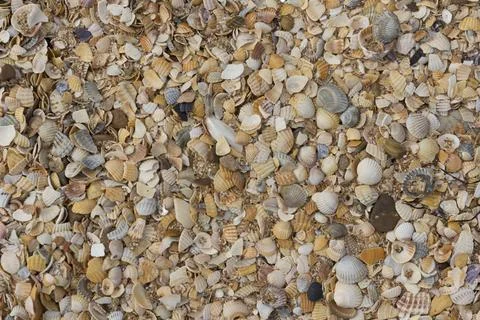 Sea shells background sea shells background Copyright: xZoonar.com/aarrows... Stock Photos