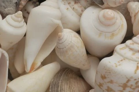 Sea Shells Background, Seashell texture Stock-Fotos
