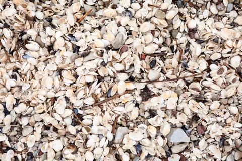 Sea shells background, surface with opened seashells 스톡 사진