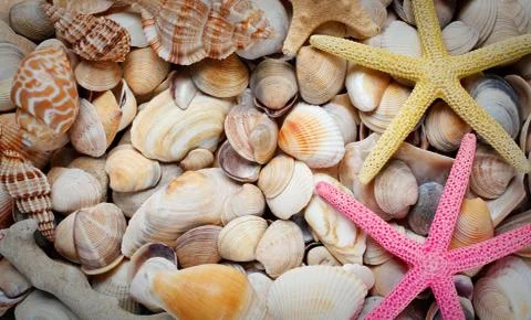 Sea shells background.Starfish Stock Photos