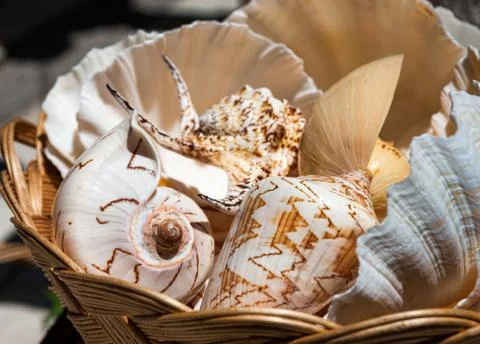 Sea shells in a basket Stock Photos
