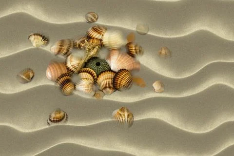 Sea shells at beach Stock Illustration