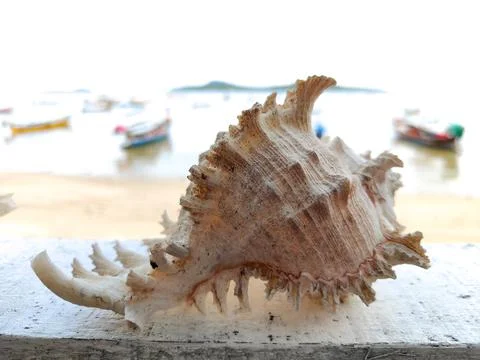 Sea shells on the beach ocean side Stock Photos