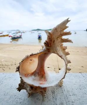 Sea shells on the beach ocean side 스톡 사진