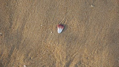Sea shells on a beach Stock Photos