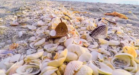 Sea Shells on the beach Stock Photos