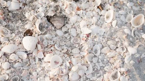 Sea Shells on the beach Stock Photos