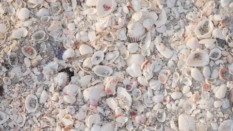 Sea Shells on the beach Stock Photos