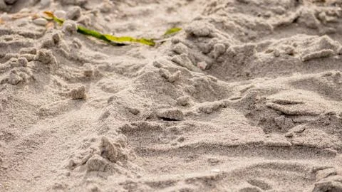 Sea Shells on the beach Stock Photos