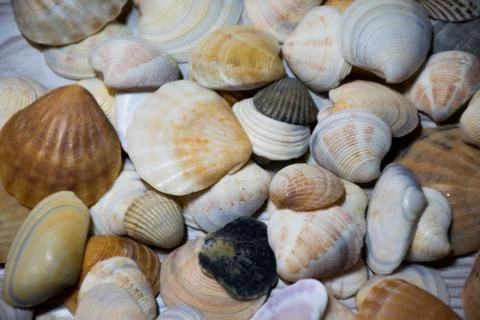Sea shells on the beach Stock Photos